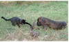 Cliquez ici pour voir l'image (Chien et chat.JPG)